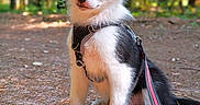 Bella participe au concours pour gagner de l'argent avec cette photo : puppy, dog, black_and_white, harness, leash, forest, outdoor, sunlight, nature, curious, pet, young_dog, sitting, cute, animal, canine, fur, ears, ground, trees