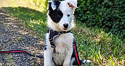 Bella a rejoint le concours — aidez-le/la à gagner de superbes lots ! animal, black_and_white, cute, daylight, dog, ears, fur, grass, gravel_path, greenery, harness, leash, nature, outdoor, pet, portrait, puppy, sitting, small_dog, young_dog
