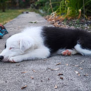 Bella participe au concours pour gagner de l'argent avec cette photo : puppy, sleeping, black_and_white, dog, outdoor, concrete_path, grass, leaves, nature, young_dog, pet, fur, paw, resting, close_up, adorable, peaceful, animal, cute, garden