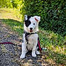 Bella participe au concours pour gagner de l'argent avec cette photo : puppy, dog, black_and_white, sitting, harness, leash, path, gravel, grass, greenery, outdoor, sunlight, nature, pet, canine, young, cute, fur, ears, happy