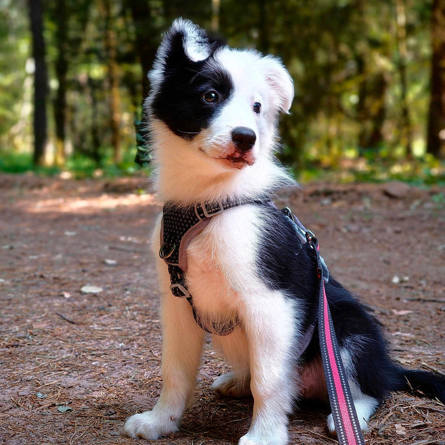 Bella a rejoint le concours — aidez-le/la à gagner de superbes lots ! puppy, dog, black_and_white, harness, leash, forest, path, outdoor, nature, curious, sitting, young, canine, pet, animal, fur, ears, eyes, snout, daylight