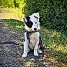 Bella a rejoint le concours — aidez-le/la à gagner de superbes lots ! puppy, dog, black_and_white, sitting, leash, outdoor, path, grass, sunlight, nature, greenery, young_dog, pet, canine, fur, ears, cute, animal, collar, curious