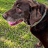 dog, brown_dog, outdoor, grass, lawn, animal, pet, canine, portrait, close_up, tongue_out, happy, floppy_ears, collar, leash, standing, park, nature, arrow, insect