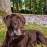 Lasko participe au concours pour gagner de l'argent avec cette photo : dog, brown_dog, labrador, pet, animal, outdoors, garden, park, flowers, wildflowers, grass, tree, nature, lying_down, portrait, close_up, fur, collar, eyes, sunlight