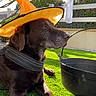 backyard, chocolate_lab, costume, dog, fence, garden, grass, halloween, holiday, labrador, lawn, orange_hat, outdoor, pet, planter, portrait, sitting, sunlight, trees, witch_hat