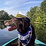 Lasko a rejoint le concours — aidez-le/la à gagner de superbes lots ! dog, labrador, chocolate_lab, boat, lake, water, outdoors, nature, trees, sky, sunny, sailor_hat, nautical_bandana, captain, sitting, panting, tongue, reflection, portrait, adventure
