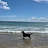dog, black_dog, beach, ocean, seashore, seawater, waves, surf, foam, sand, shoreline, sky, clouds, blue_sky, sunlight, outdoors, coast, water, animal, summer