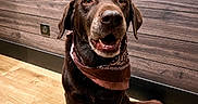Lasko participe au concours pour gagner de l'argent avec cette photo : dog, labrador, chocolate_labrador, pet, animal, cowboy_hat, bandana, portrait, sitting, indoors, wooden_floor, wooden_wall, brown_fur, open_mouth, happy, friendly, collar, tail, rustic, photography