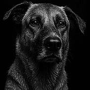 Scrappy a rejoint le concours — aidez-le/la à gagner de superbes lots ! dog, portrait, black_and_white, close_up, water_droplets, animal, pet, fur, face, ears, nostrils, whiskers, expression, moisture, texture, studio_lighting, dark_background, canine, serene, detailed