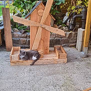 Bubule a rejoint le concours — aidez-le/la à gagner de superbes lots ! cat, wooden_windmill, garden, plants, stone_wall, outdoor, concrete_floor, rustic, greenery, wood, relaxing, pet, animal, feline, nature, shrubbery, decor, resting, peaceful, daylight
