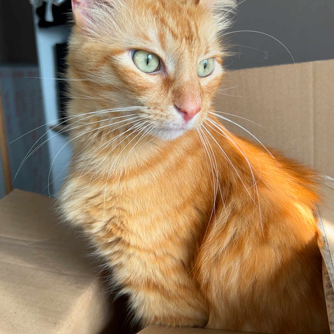Milo
