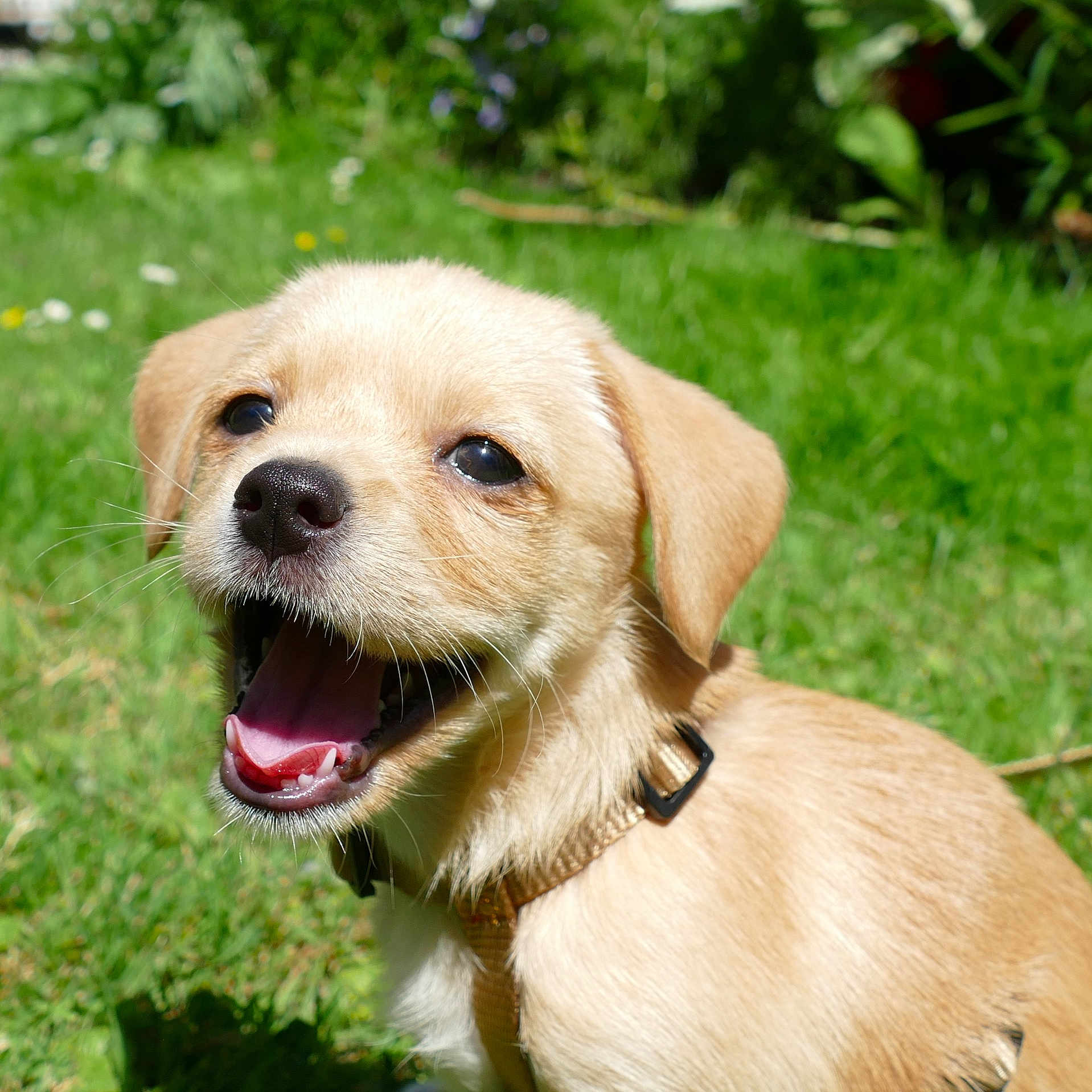 Biscuit participe au concours pour gagner de l'argent avec cette photo : accessories, animal, beagle, bodypart, canine, chihuahua, cockerspaniel, dog, goldenretriever, grass, hound, labradorretriever, lawn, mouth, person, pet, plant, puppy, terrier, whitedog