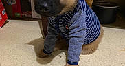 Spanc joined the competition — help win amazing prizes! adorable, black_muzzle, brown_fur, clothing, cozy, cute, dog, domestic, floor, furniture, furry, household, indoor, looking_up, pet, puppy, sitting, striped_sweater, tile_floor, young_dog