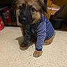 adorable, black_muzzle, brown_fur, clothing, cozy, cute, dog, domestic, floor, furniture, furry, household, indoor, looking_up, pet, puppy, sitting, striped_sweater, tile_floor, young_dog