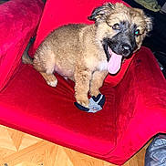 Spanc joined the competition — help win amazing prizes! puppy, dog, red_chair, tongue_out, sock, indoor, floor, wooden_floor, pet, cute, playful, fur, animal, small_dog, sitting, household, living_room, toy, paw, domestic_animal