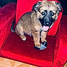 adorable, animal, black_nose, brown_fur, chair, cute, dog, domestic_animal, fluffy, furry, indoor, pet, playful, puppy, red_chair, sitting, small_sock, tongue_out, wooden_floor, young_dog
