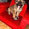Spanc is registered to the contest to win money with this photo: puppy, dog, tongue_out, red_chair, indoor, pet, cute, sock, fur, happy, playful, animal, canine, young, sitting, floor, toy, face, expression, domestic