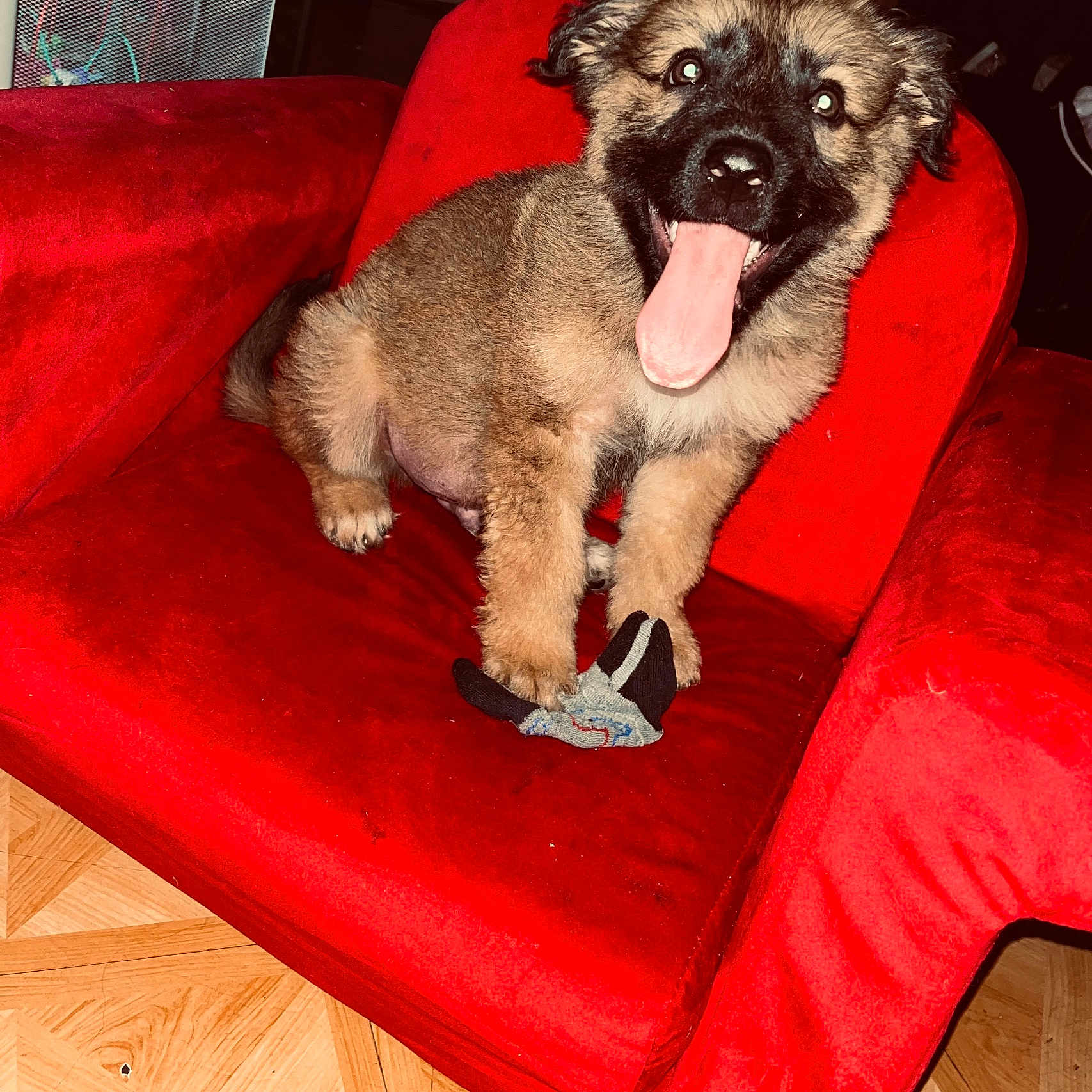 Spanc is registered to the contest to win money with this photo: puppy, dog, tongue_out, red_chair, indoor, pet, cute, sock, fur, happy, playful, animal, canine, young, sitting, floor, toy, face, expression, domestic