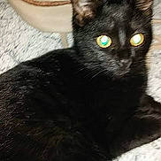 Louna a rejoint le concours — aidez-le/la à gagner de superbes lots ! asian, black, black_cat, bombay, cat, cat_like_mammal, domestic_short_haired_cat, fauna, fur, german_rex, kitten, small_to_medium_sized_cats, snout, whiskers