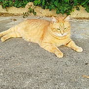Simba a rejoint le concours — aidez-le/la à gagner de superbes lots ! cat, ginger_cat, animal, outdoor, nature, greenery, concrete, relaxed, feline, pet, lying_down, leafy_background, daylight, fur, mammal, resting, wildlife, closeup, calm, sunlight