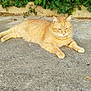 cat, ginger_cat, animal, outdoor, nature, greenery, concrete, relaxed, feline, pet, lying_down, leafy_background, daylight, fur, mammal, resting, wildlife, closeup, calm, sunlight