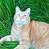 animal, cat, close_up, curious, cute, daylight, domestic_animal, feline, fur, grass, greenery, lying_down, mammal, nature, orange_tabby, outdoor, pet, relaxed, whiskers, wildlife