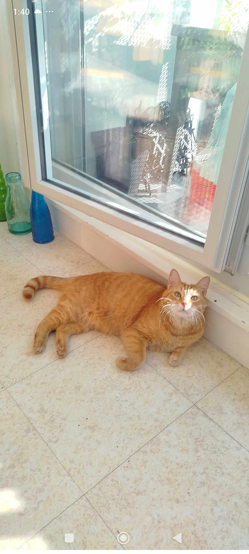 Simba