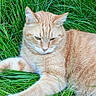 animal, cat, closeup, daylight, ears, eyes, feline, fur, ginger_cat, grass, greenery, laying, mammal, nature, outdoor, pet, relaxed, resting, whiskers, wildlife