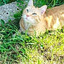 cat, ginger_cat, grass, greenery, leaves, outdoor, sunlight, nature, animal, pet, feline, curious, relaxed, garden, stone, daylight, mammal, whiskers, ears, resting