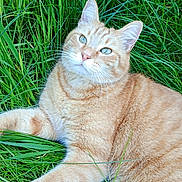 Simba a rejoint le concours — aidez-le/la à gagner de superbes lots ! animal, cat, closeup, curious, daylight, ears, eyes, feline, fur, ginger_cat, grass, greenery, laying_down, mammal, nature, outdoor, pet, relaxed, resting, whiskers