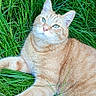 animal, cat, closeup, curious, daylight, ears, eyes, feline, fur, ginger_cat, grass, greenery, laying_down, mammal, nature, outdoor, pet, relaxed, resting, whiskers