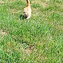 cat, orange_cat, grass, outdoor, sunny, animal, pet, walking, tail_up, nature, field, greenery, daylight, feline, mammal, fur, small_animal, garden, summer, wildlife