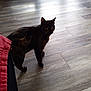Noisette a rejoint le concours — aidez-le/la à gagner de superbes lots ! black_cat, carnivoran, cat, cat_like_mammal, domestic_short_haired_cat, fauna, floor, flooring, fur, kitten, mammal, small_to_medium_sized_cats, snapshot, tail, whiskers, wood