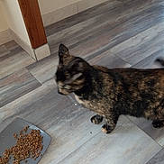 Noisette a rejoint le concours — aidez-le/la à gagner de superbes lots ! cat, cat_like_mammal, fauna, floor, flooring, fur, kitten, small_to_medium_sized_cats, whiskers