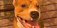 Toro is registered to the contest to win money with this photo: dog, tongue_out, happy, smiling, pet, canine, wooden_deck, sunlight, outdoor, brown_fur, white_chest, sitting, looking_up, animal, domestic_animal, friendly, playful, close_up, daylight, water_bowl