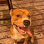 dog, tongue_out, happy, smiling, pet, canine, wooden_deck, sunlight, outdoor, brown_fur, white_chest, sitting, looking_up, animal, domestic_animal, friendly, playful, close_up, daylight, water_bowl