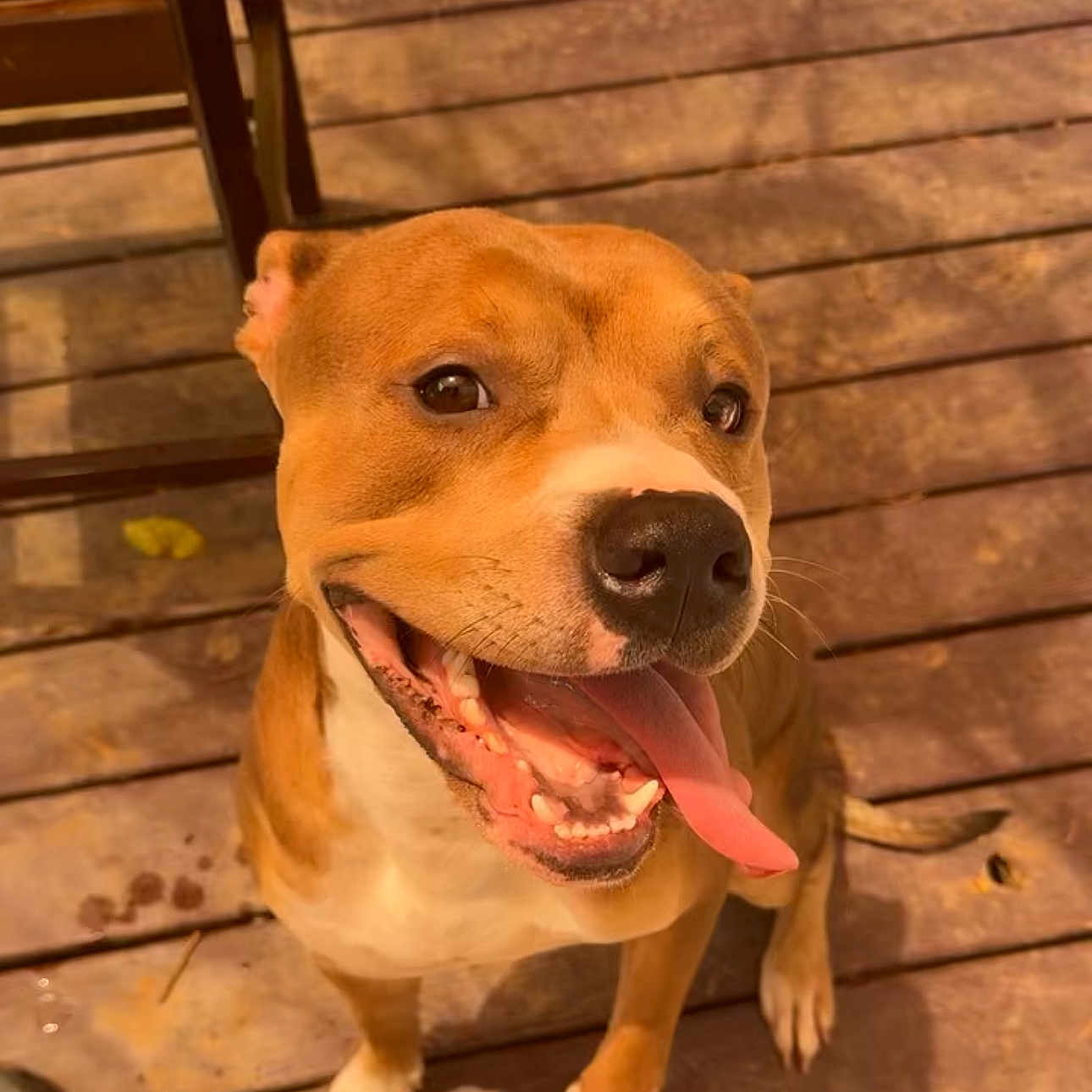 Toro is registered to the contest to win money with this photo: animal, brown_fur, canine, close_up, daylight, dog, domestic_animal, friendly, happy, looking_up, outdoor, pet, playful, sitting, smiling, sunlight, tongue_out, water_bowl, white_chest, wooden_deck