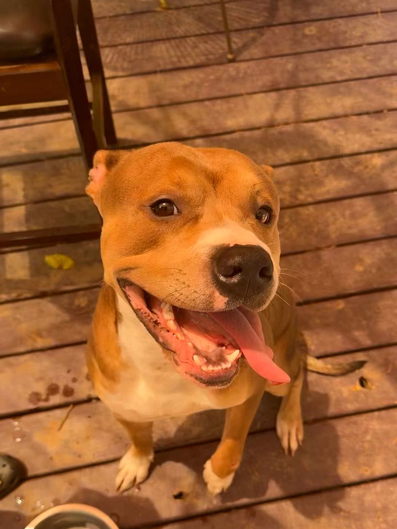 Toro is registered to the contest to win money with this photo: dog, tongue_out, happy, smiling, pet, canine, wooden_deck, sunlight, outdoor, brown_fur, white_chest, sitting, looking_up, animal, domestic_animal, friendly, playful, close_up, daylight, water_bowl