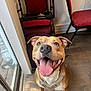 dog, happy, panting, tongue_out, indoor, floor, glass_door, chair, red_chair, brown_dog, pet, canine, smiling, looking_up, harness, tile_floor, domestic_animal, ears_up, well_lit, close_up