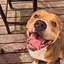 Toro joined the competition — help win amazing prizes! dog, happy, tongue_out, smiling, pet, canine, brown_fur, white_chest, wooden_deck, outdoor, sunlight, close_up, playful, animal, friendly, domestic_animal, sitting, paw, shadow, chair