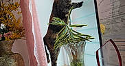 Lucky joined the competition — help win amazing prizes! cat, tortoiseshell_cat, windowsill, curtains, pink_blanket, floral_pattern, vase, green_leaves, certificate, award_trophy, indoor, home, curious, pet, frosted_window, decor, plant, animal, cozy, furniture