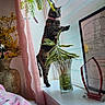 cat, tortoiseshell_cat, windowsill, curtains, pink_blanket, floral_pattern, vase, green_leaves, certificate, award_trophy, indoor, home, curious, pet, frosted_window, decor, plant, animal, cozy, furniture