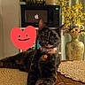 Lucky is registered to the contest to win money with this photo: cat, tortoiseshell_cat, collar, table, placemat, microwave, apple_logo, vase, yellow_flowers, flower_arrangement, indoor, furniture, pet, domestic_animal, curious, relaxed, home_interior, decor, heart_emoji, playful