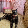 Lucky is registered to the contest to win money with this photo: cat, tortoiseshell_cat, feline, pet, couch, vintage_furniture, pink_pillow, pink_curtains, relaxed, indoor, home_decor, ornate, patterned, fluffy_pillow, collar, animal, resting, cozy, domestic_cat, furniture