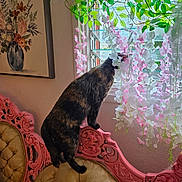 Lucky joined the competition — help win amazing prizes! cat, tortoiseshell_cat, vintage_chair, tufted_chair, pink_woodwork, window, artificial_flowers, pink_flowers, white_flowers, green_leaves, indoor, curious_cat, painting, floral_painting, decor, home_interior, furniture, pet, balancing, daylight