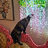 cat, tortoiseshell_cat, vintage_chair, tufted_chair, pink_woodwork, window, artificial_flowers, pink_flowers, white_flowers, green_leaves, indoor, curious_cat, painting, floral_painting, decor, home_interior, furniture, pet, balancing, daylight