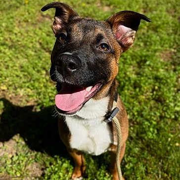 Bruno