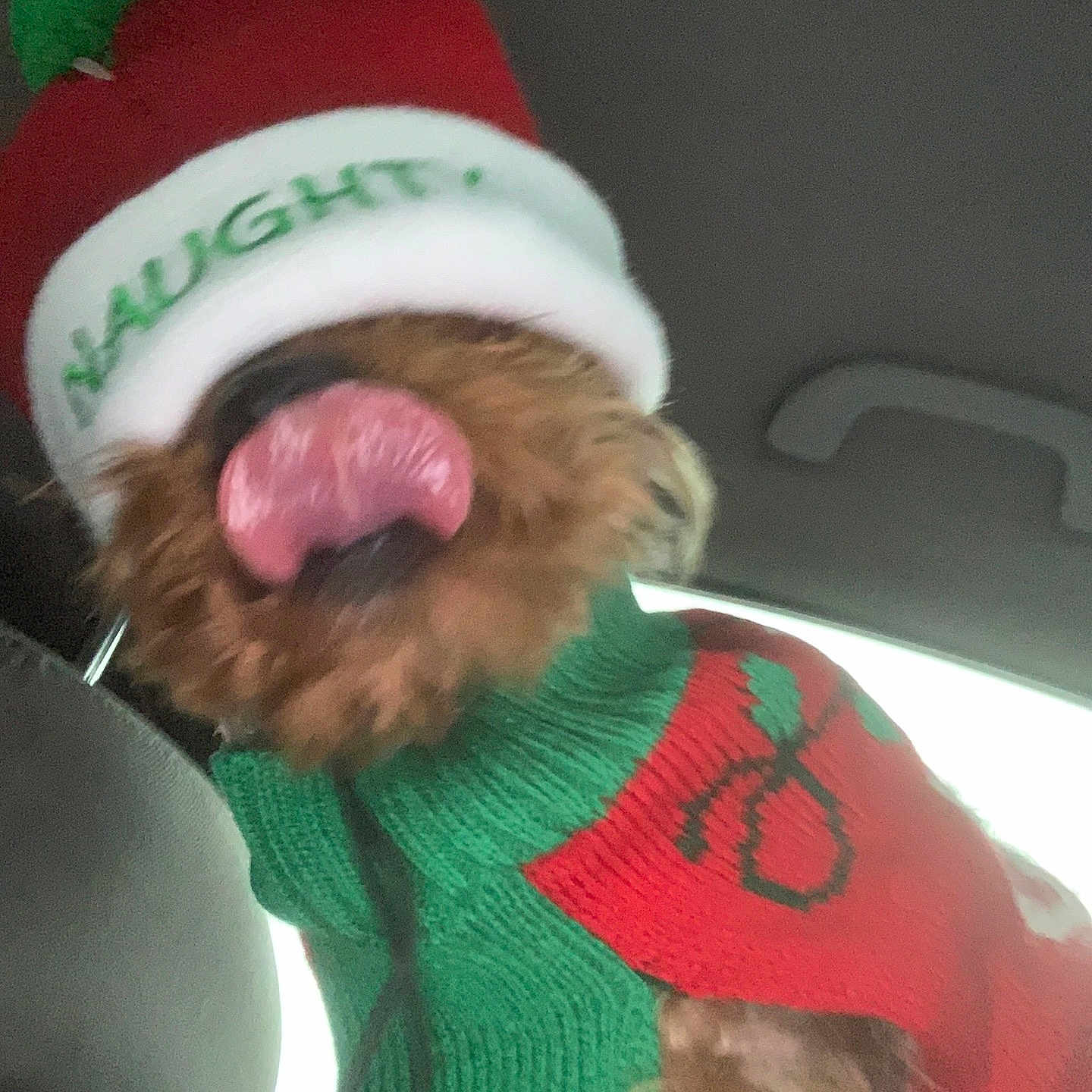 Bentley Pratt joined the competition — help win amazing prizes! animal, bodypart, canine, cap, clothing, cushion, dog, face, glove, hat, head, homedecor, knitwear, mouth, person, pet, photography, puppy, sweater, terrier