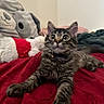 Oakley is registered to the contest to win money with this photo: kitten, tabby, cat, pet, indoor, plush, stuffed_animal, red_blanket, curious, wide_eyes, fur, whiskers, collar, bell, cozy, bedroom, soft, resting, cute, playful