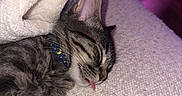 Oakley joined the competition — help win amazing prizes! bed, blanket, cat, closeup, collar, cozy, cute, domestic_animal, fur, indoor, pet, plush, purple_light, relaxed, rest, sleeping, tabby, texture, tongue_out, whiskers